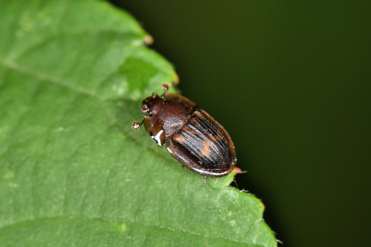 Nitidulidae: Amphotis marginata? S.